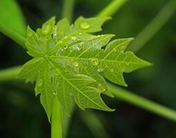 Young papaya tree leaves have water droplets on them after rain. Clear water drops all over the leaves. Translucent light green leaves, blurred background with branches.Photography. photo