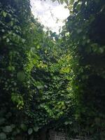 The weeds grow and intertwine and grow densely. There is sunlight falling on it, making it look like Batman's mask. photo
