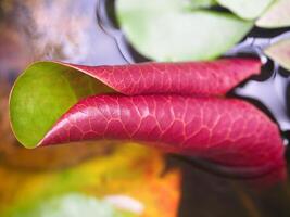 Young lotus leaf bright red lotus leaves contrast with bright green. The first lotus leaf opens and curls before expanding into a full lotus leaf.Photography. photo