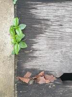 Weeds grow in the crevices of the old wood, which has a beautiful, strange pattern. Next to the wood is a cement floor.background. photo