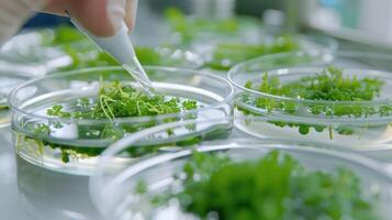 Microalgae Growing in Petri Dishes in Laboratory Setting photo