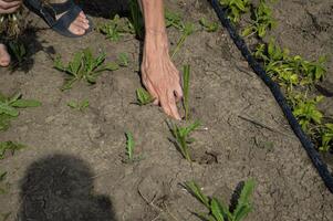 Close View of Hand Weeding Between Young Plants photo