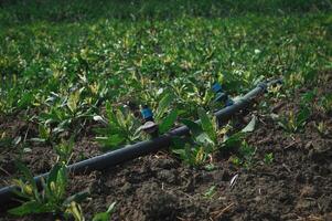 Lush Garden Bed with Irrigation System for Efficient Watering photo