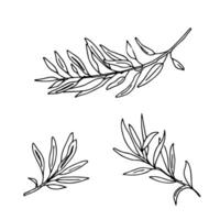 Olive branches Set isolated on white background. Hand drawn Sketch, Botanical illustration in outline style. Can be used for cards, logos and package design vector