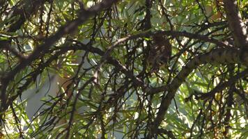 Nestling linnet sitting on a branch. A bird feeds on a tree branch, looking for insects. Concept summer and birds video