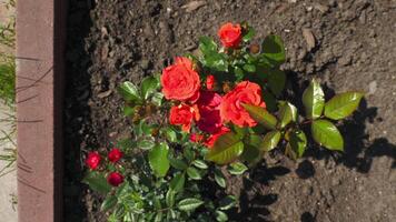 Shots of red rose varieties in a garden, top view, camera rotation video