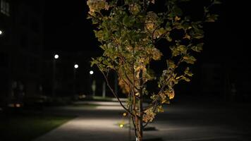 tree swaying in the wind at night in the yard, landscaping illumination video