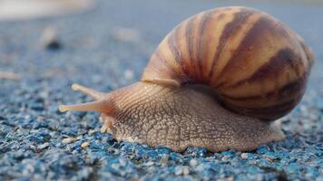 Snail crawling on green background, video