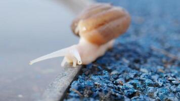 Snail crawling on green background, video