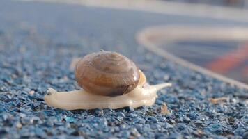 Snail crawling on green background, video