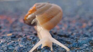 Snail crawling on green background, video