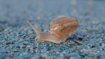 Snail crawling on green background, video