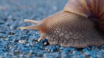 Snail crawling on green background, video