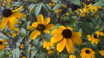 Background of yellow black eyed susan flowers with green foliage. Close-up of flowering Rudbeckia bush swaying in the wind. Natural lighting video