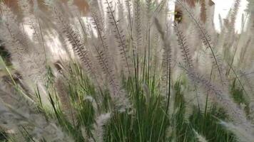 Close-up of tall, feathery grasses gently swaying in the breeze. The soft focus and warm lighting create a serene, natural scene, perfect for nature-themed designs, relaxation content video