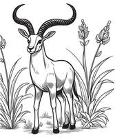 Antelope in the field Black and white illustration for coloring book vector
