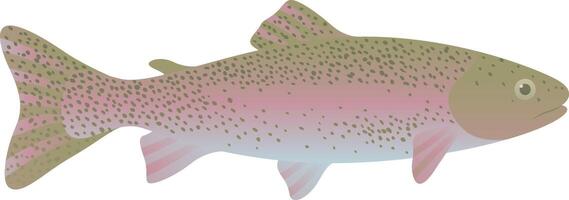 Rainbow trout realistic illustration. Pacific ocean fish isolated on white background. vector