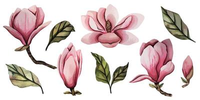 Hand drawn magnolia flower, set of watercolor illustration. floral element. Pink magnolia flower bud of different shapes. Illustration for prints, templates, greeting cards, invitations. vector