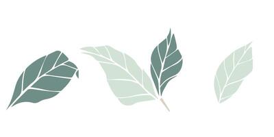 Green leaves of different shape, set of illustration. isolated floral element of pastel colors. Illustration for prints, templates, greeting cards, invitations. vector