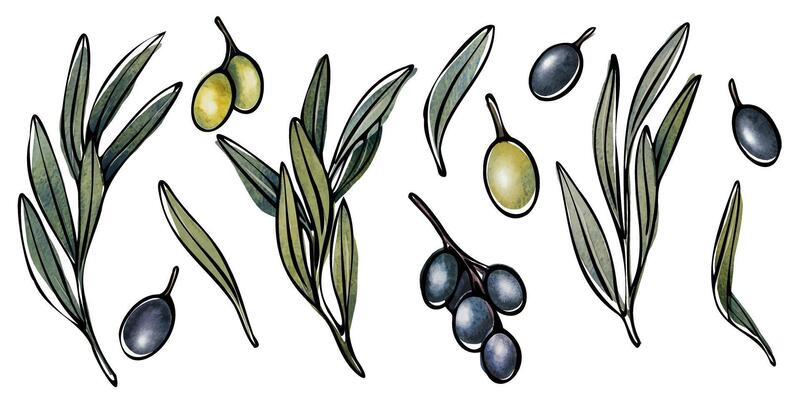 olive tree branch with leaves and olives fruit. Hand painted watercolor floral illustration for logo, package design, greetings, wallpapers, print, fabric