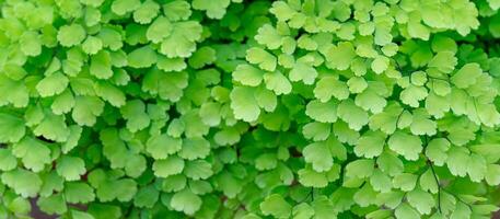 Texture of small green leaves. photo