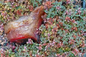 texture of small plants. photo