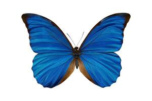 Butterfly morpho anaxibia collection. photo