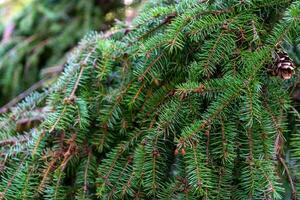 Branches of green spruce in the forest. Natural background of plants. photo