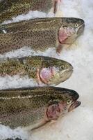 Fresh trout fish on an ice counter in a supermarket. photo