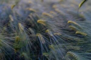 barley with spikes in field, back lit cereal crops plantation in sunset photo