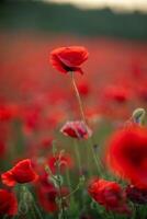 Poppies Field Flowers Summer - Close-up of red poppies blooming in a field during the summer. photo