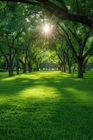 Lush green park with sunlight filtering through trees in early morning photo