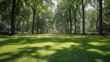 Peaceful park with lush lawns and tall trees during daytime photo