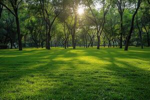 Serene park with lush lawns and sunlit trees during golden hour photo