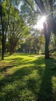 Sunny day in a lush green park with shaded pathways photo