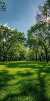 Sunny park with lush lawns and tall trees on a clear day photo