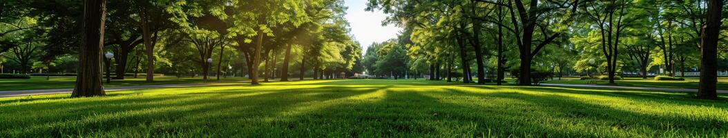 Sunny park with green lawns and trees during the afternoon photo