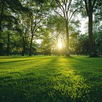 Sunlight filtering through trees in a lush park at sunset photo