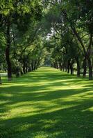 Lush green park pathway lined with trees on a sunny day photo
