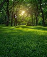 Sunlight filtering through trees in a lush green park during daytime photo