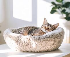 Cat relaxing peacefully in soft bed indoors during daytime photo