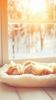 Cat relaxing in a cozy bed by the window during a sunny day photo