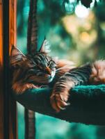 Cat resting peacefully in cat bed by the window indoors photo