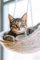 Cat resting comfortably in a cozy bed indoors during daylight photo