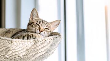 Cat resting peacefully in cozy bed by the window indoors photo