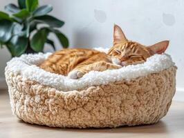 Cat resting peacefully in cozy bed indoors during the day photo