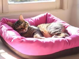Cat sleeping peacefully in a cozy bed by the window during daytime photo