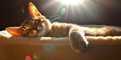 Cat resting peacefully in a soft bed during a sunny afternoon photo