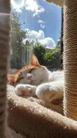 Cat peacefully sleeping in a cozy bed by the window during the day photo