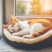 Cat resting peacefully in a cozy indoor bed by the window photo
